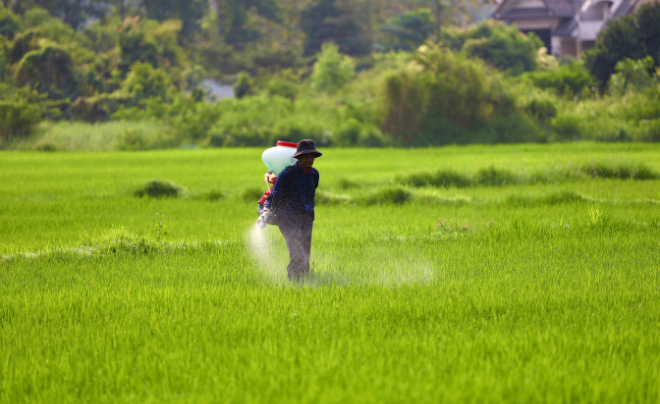 Người đang phun thuốc bảo vệ thực vật trên cánh đồng lúa xanh mướt, với cây cối và nhà cửa ở phía xa.