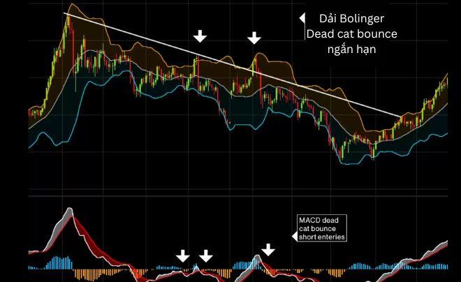 Biểu đồ giá với dải Bollinger và chỉ báo MACD, minh họa xu hướng và các điểm giao dịch ngắn hạn.