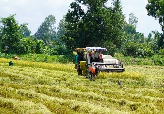 Máy gặt đập liên hợp đang hoạt động trên cánh đồng lúa chín, xung quanh là cây xanh và bầu trời trong xanh.