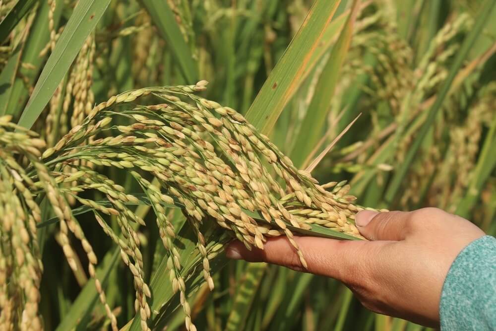 Tay cầm bó lúa chín trong ruộng lúa xanh, thể hiện giai đoạn thu hoạch.