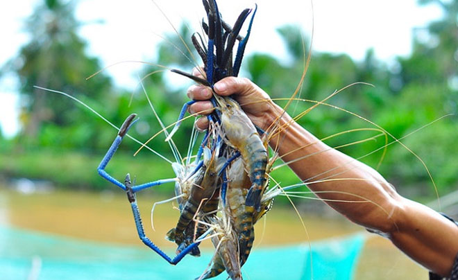 Một bàn tay đang cầm một bó tôm lớn, với cảnh nền là cây cối xanh tươi và nước.