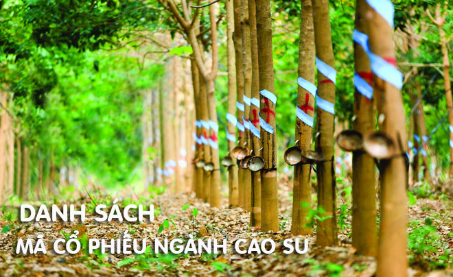 Hàng cây cao su trong rừng, thân cây có bát hứng nhựa, với chữ trên ảnh về danh sách cổ phiếu ngành cao su.