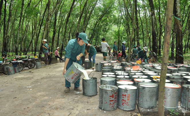 Tiềm năng ngành cao su năm 2023