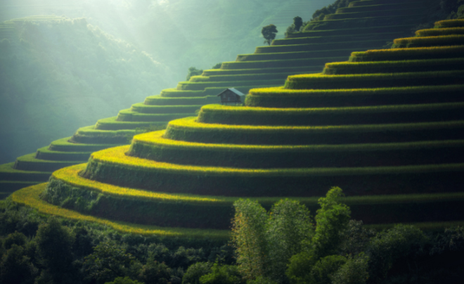 Ruộng bậc thang xanh mướt dưới ánh sáng mặt trời, với một căn nhà nhỏ nằm giữa các bậc thang.